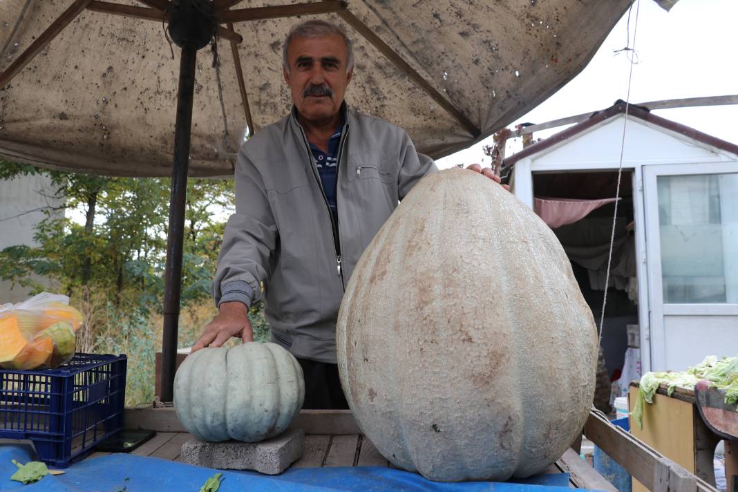 51 kiloluk dev kabak! 2 kişinin yardımıyla taşınıyor 6